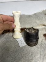 آناتومی انگشت الاغ همراه سم مدل 2 / Donkey-model-2 - Image 7