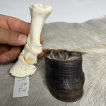 آناتومی انگشت الاغ همراه سم مدل 3 / Donkey-model-3