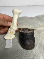 آناتومی انگشت الاغ همراه سم مدل 3 / Donkey-model-3