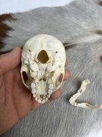 جمجمه طبیعی میمون رزوس  -Macaca mulatta - Image 7