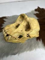 جمجمه شامپانزه-مدل1 - Chimpanzees-model-1 - Image 7