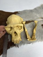 جمجمه شامپانزه-مدل3 - Chimpanzees-model-3 - Image 7