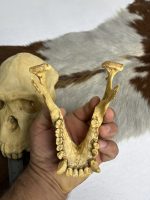 جمجمه شامپانزه-بافت نرم مدل 4  - Chimpanzees-model-4 - Image 7