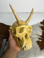 جمجمه شامپانزه شاخدار - مدل 5 - Chimpanzees-model-5 - Image 7