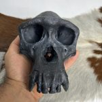 جمجمه شامپانزه رنگ مشکی - Chimpanzees