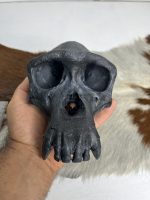جمجمه شامپانزه رنگ مشکی - Chimpanzees