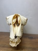 جمجمه طبیعی شتر شماره 2 / Camel-model-2 - Image 7