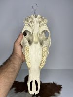 جمجمه تنها گوزن مرال مدل 1 / – maral-model-1 - Image 7