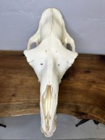 جمجمه طبیعی شتر لوک شماره 6 / Camel-model-6 - Image 6