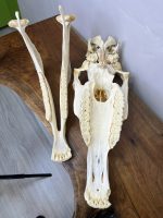 جمجمه طبیعی اسب شماره 10 / Horse-model-10 - Image 7