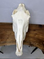 جمجمه طبیعی اسب شماره 11 / Horse-model-11 - Image 8
