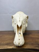 جمجمه طبیعی کره اسب شماره 5 / Horse-model-5 - Image 7