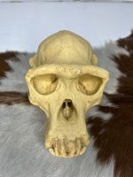 جمجمه شامپانزه-مدل4 - Chimpanzees-model-4 - Image 8
