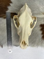 جمجمه طبیعی سگ اهلی model-4 - Image 4