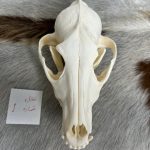 جمجمه طبیعی شغال مدل 1 /  Canis-model-1