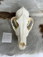 جمجمه طبیعی شغال مدل 1 /  Canis-model-1