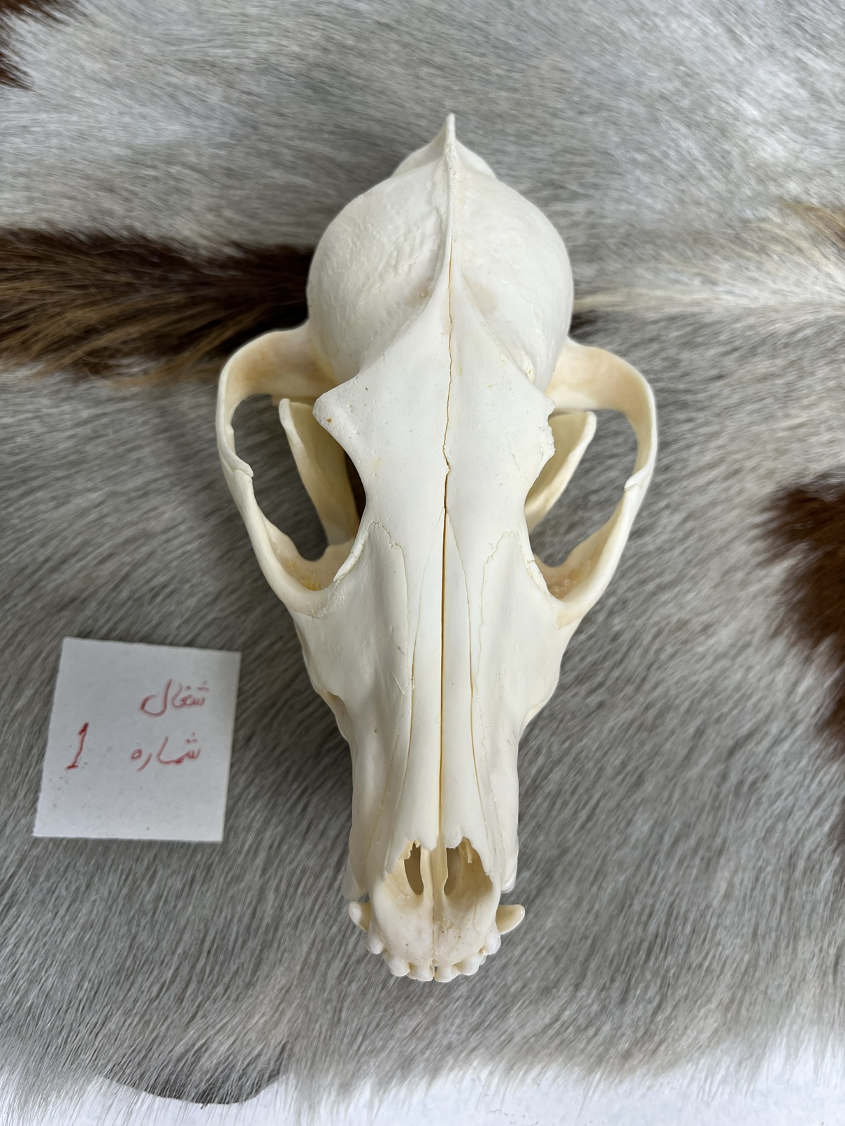 7 جمجمه طبیعی شغال مدل 1 / Canis-model-1 - Image 1