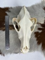 جمجمه طبیعی گرگاس model-1 - Image 8