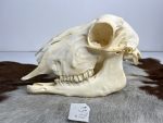 جمجمه گوسفند اهلی مدل 2 / model-2 - Image 8