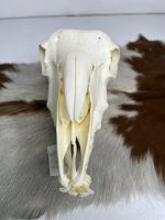 جمجمه گوسفند اهلی مدل 5 / model-5 - Image 8