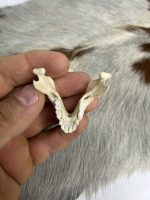 جمجمه طبیعی میمون رزوس  -Macaca mulatta - Image 8