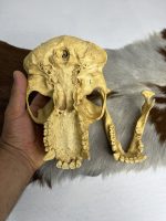 جمجمه شامپانزه-مدل1 - Chimpanzees-model-1 - Image 8