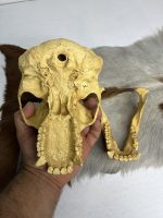 جمجمه شامپانزه-مدل3 - Chimpanzees-model-3 - Image 8