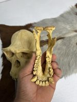 جمجمه شامپانزه-بافت نرم مدل 4  - Chimpanzees-model-4 - Image 8