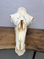 جمجمه طبیعی شتر لوک شماره 6 / Camel-model-6 - Image 5