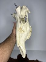 جمجمه تنها گوزن مرال مدل 1 / – maral-model-1 - Image 8