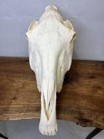 جمجمه طبیعی اسب شماره 12 / Horse-model-12 - Image 8