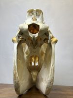 جمجمه طبیعی اسب شماره 10 / Horse-model-10 - Image 8