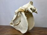 جمجمه طبیعی اسب شماره 3 / Horse-model-3 - Image 8