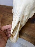 جمجمه طبیعی اسب شماره 8 / Horse-model-8 - Image 8