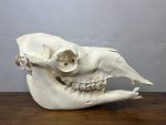 جمجمه طبیعی شتر شماره 2 / Camel-model-2