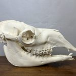 جمجمه طبیعی شتر شماره 2 / Camel-model-2