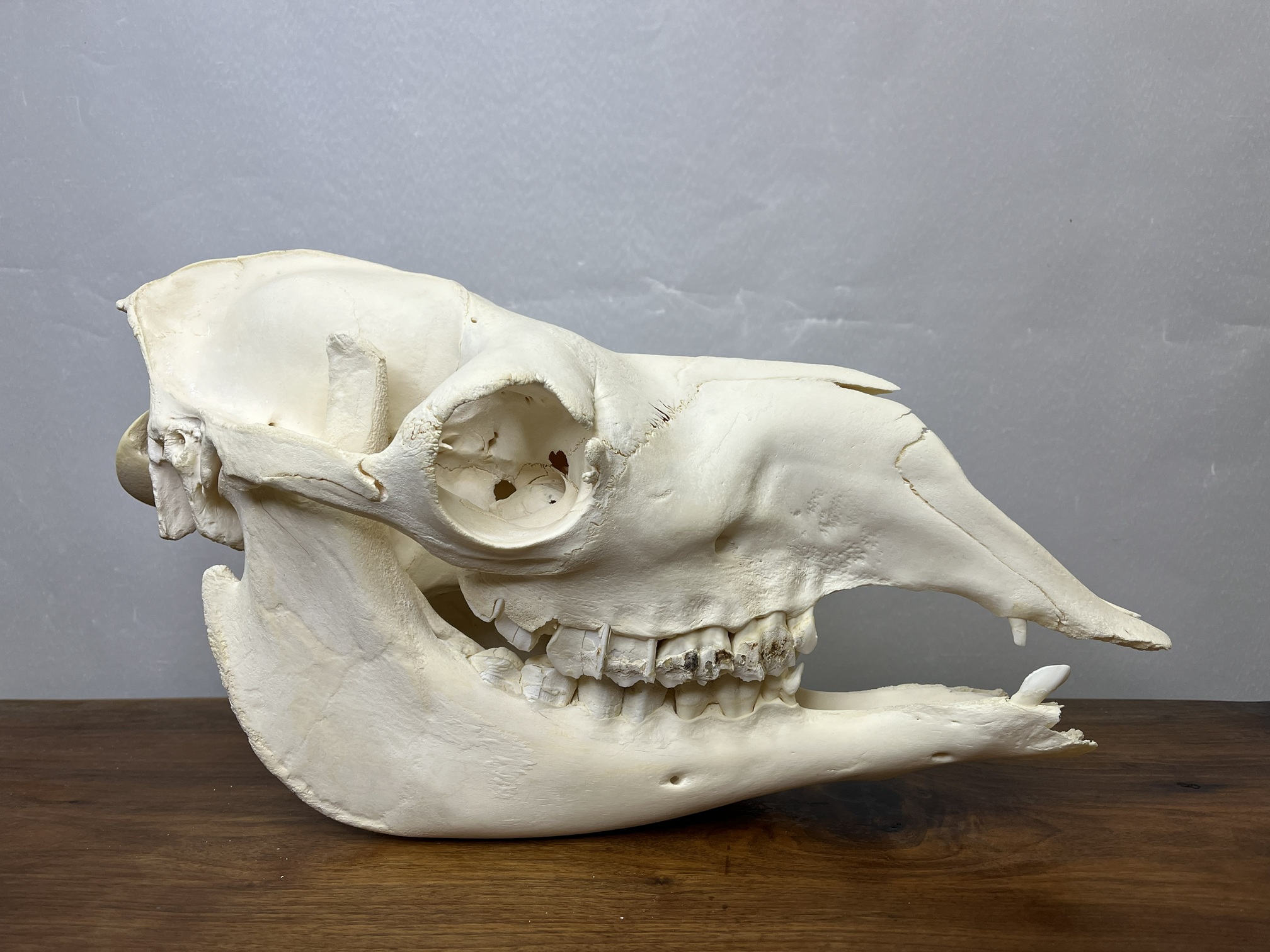 8 جمجمه طبیعی شتر شماره 2 / Camel-model-2 - Image 1