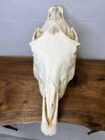 جمجمه طبیعی اسب شماره 8 / Horse-model-8 - Image 9