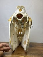 جمجمه طبیعی اسب شماره 13 / Horse-model-13 - Image 9