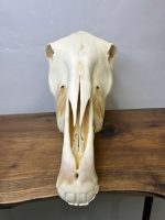 جمجمه طبیعی اسب شماره 7 / Horse-model-7 - Image 9
