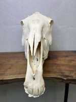 جمجمه طبیعی اسب شماره 11 / Horse-model-11 - Image 9