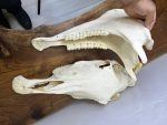 جمجمه طبیعی اسب شماره 15 / Horse-model-15 - Image 3