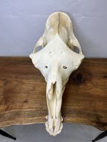 جمجمه طبیعی شتر شماره 5 / Camel-model-5 - Image 6