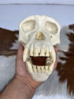جمجمه شامپانزه-مدل 1 - Chimpanzees-model-1 - Image 9