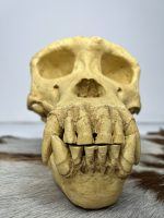 جمجمه شامپانزه-مدل4 - Chimpanzees-model-4 - Image 9