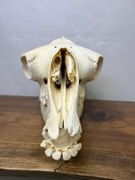 جمجمه طبیعی شتر شماره 11 / Camel-model-11 - Image 4