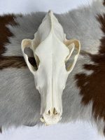جمجمه طبیعی گرگاس model-1 - Image 9