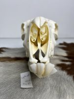 جمجمه گوسفند اهلی مدل 5 / model-5 - Image 9