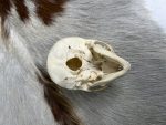 جمجمه طبیعی میمون رزوس  -Macaca mulatta - Image 9