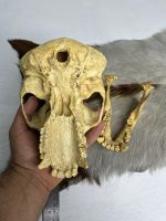 جمجمه شامپانزه-بافت نرم مدل 4  - Chimpanzees-model-4 - Image 9